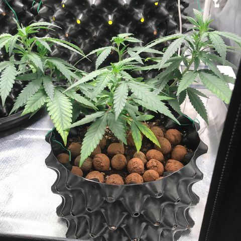 Cheese growlog timeline photo