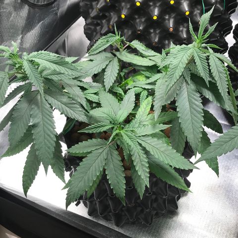 Amnesia Haze growlog timeline photo