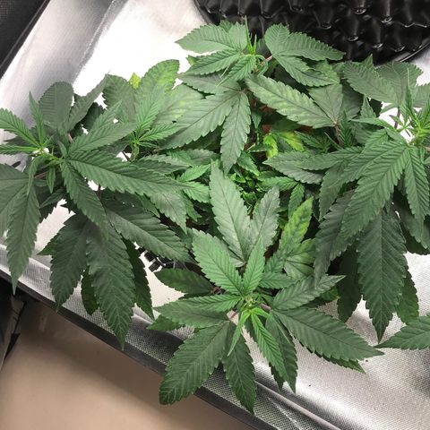 Amnesia Haze growlog timeline photo