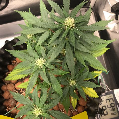 Zkittlez Express growlog timeline photo