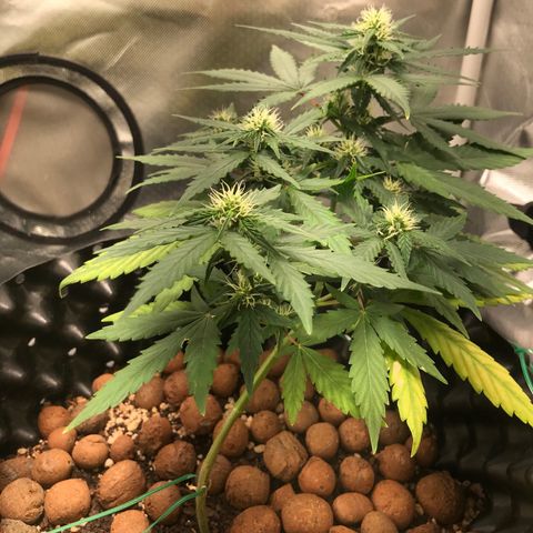 Zkittlez Express growlog timeline photo