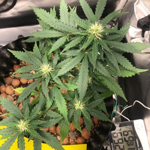 Zkittlez Express growlog timeline photo