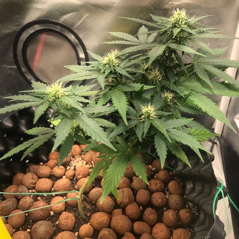 Zkittlez Express growlog timeline photo