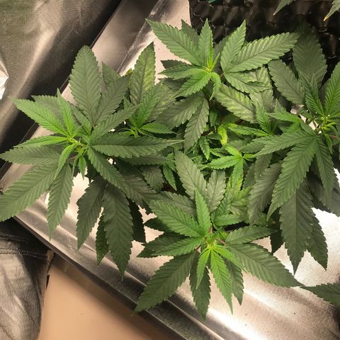 Amnesia Haze growlog timeline photo