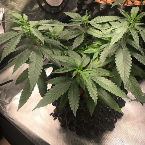 Amnesia Haze growlog timeline photo
