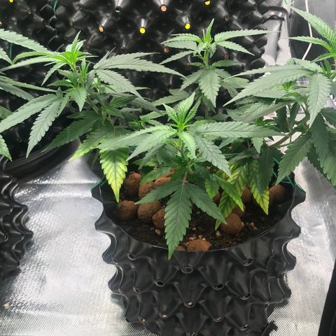 Cheese growlog timeline photo