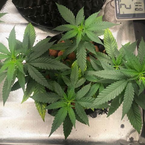 Cheese growlog timeline photo