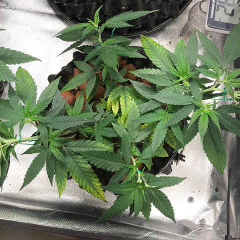 Cheese growlog photo: Com novas amarras