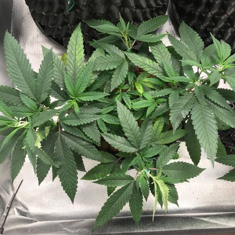 Amnesia Haze growlog photo: Com novas amarras