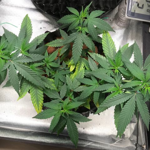 Cheese growlog timeline photo