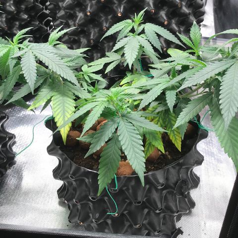 Cheese growlog timeline photo