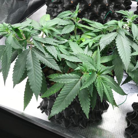 Amnesia Haze growlog timeline photo