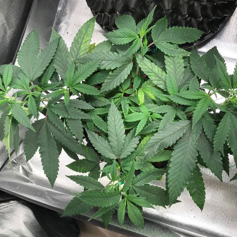 Amnesia Haze growlog timeline photo