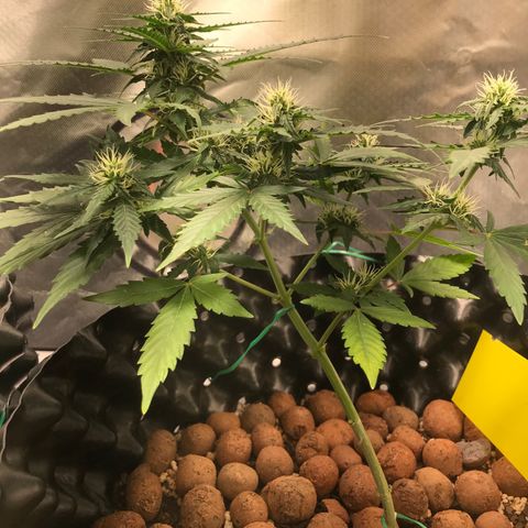 Zkittlez Express growlog timeline photo