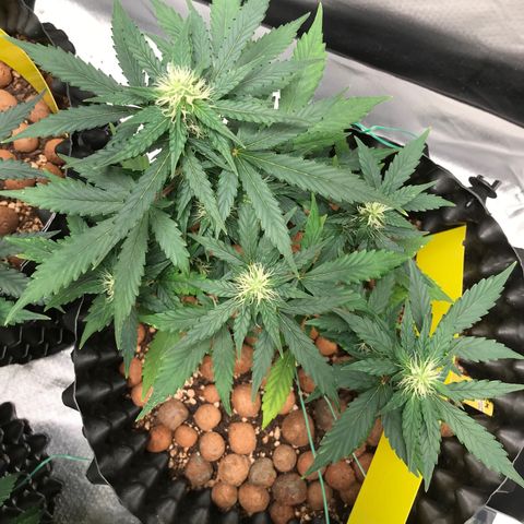 Zkittlez Express growlog timeline photo