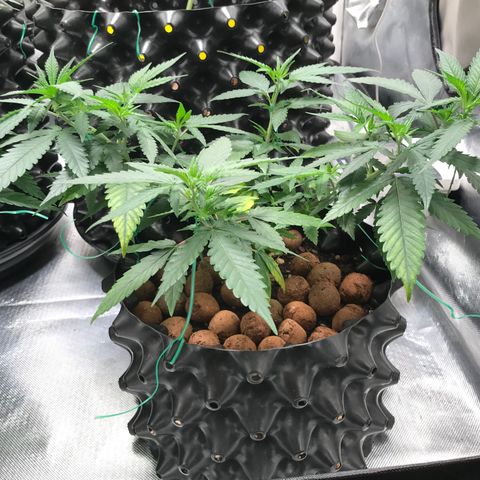 Cheese growlog timeline photo