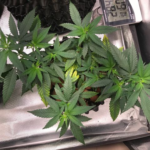 Cheese growlog timeline photo