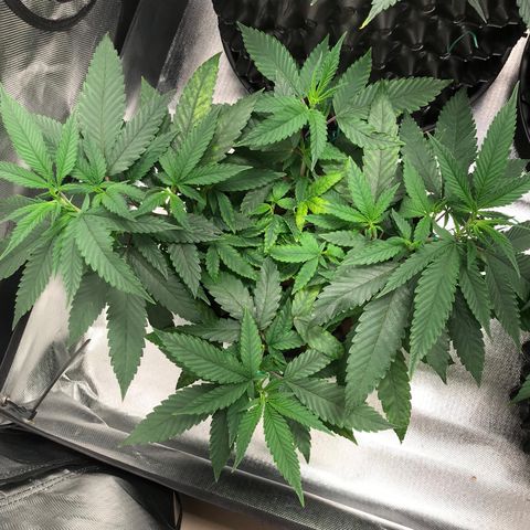 Amnesia Haze growlog timeline photo