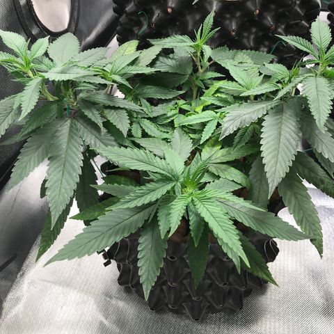 Amnesia Haze growlog timeline photo