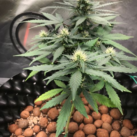 Zkittlez Express growlog timeline photo