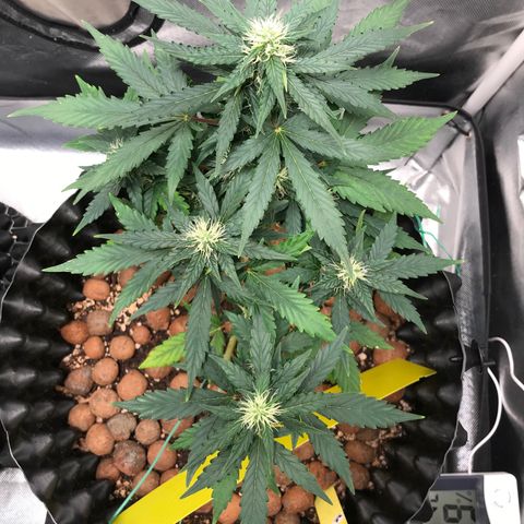 Zkittlez Express growlog timeline photo