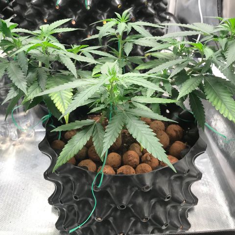 Cheese growlog timeline photo