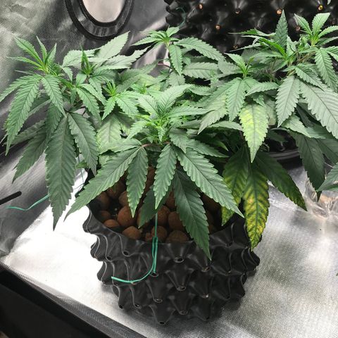 Amnesia Haze growlog timeline photo