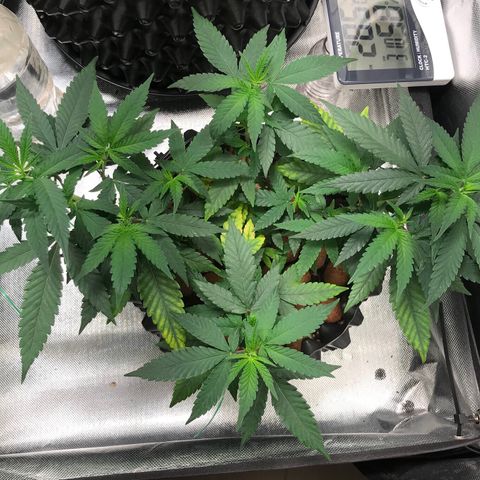 Cheese growlog timeline photo