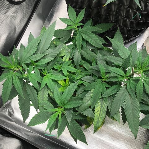 Amnesia Haze growlog timeline photo