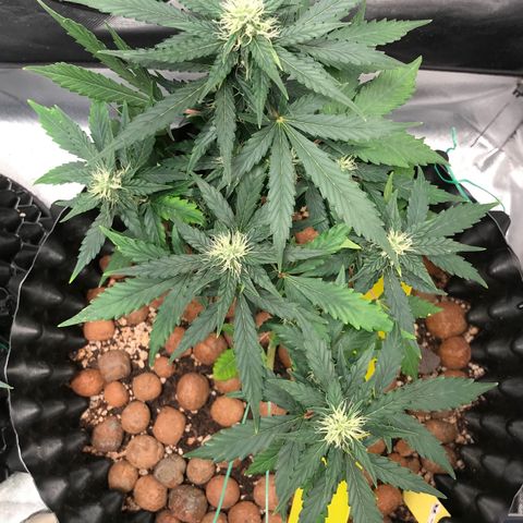 Zkittlez Express growlog timeline photo