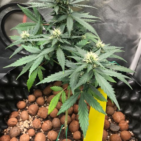 Zkittlez Express growlog timeline photo