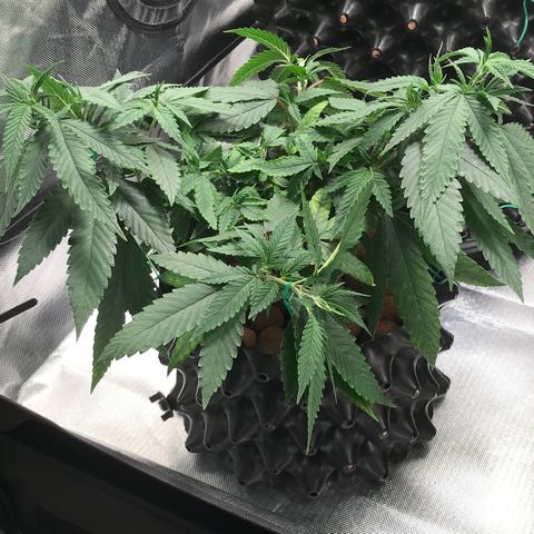 Amnesia Haze growlog timeline photo