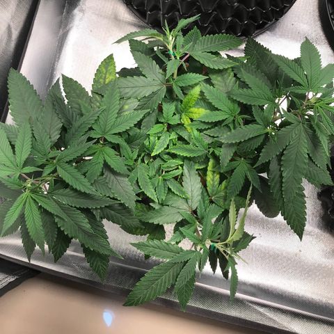 Amnesia Haze growlog timeline photo