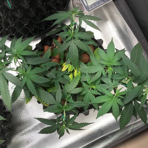 Cheese growlog timeline photo