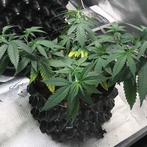 Cheese growlog timeline photo