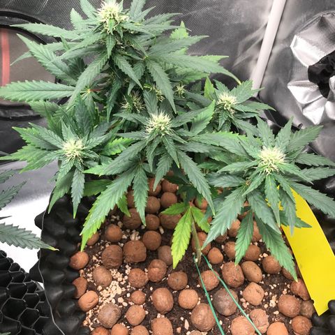Zkittlez Express growlog timeline photo