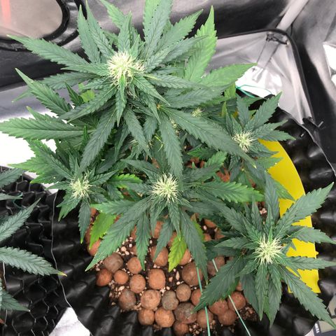 Zkittlez Express growlog timeline photo