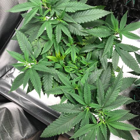 Amnesia Haze growlog timeline photo