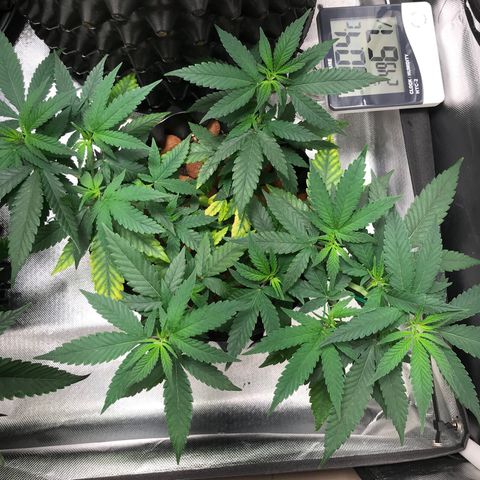Cheese growlog timeline photo