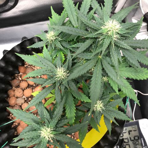 Zkittlez Express growlog timeline photo