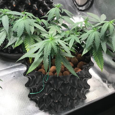 Cheese growlog timeline photo