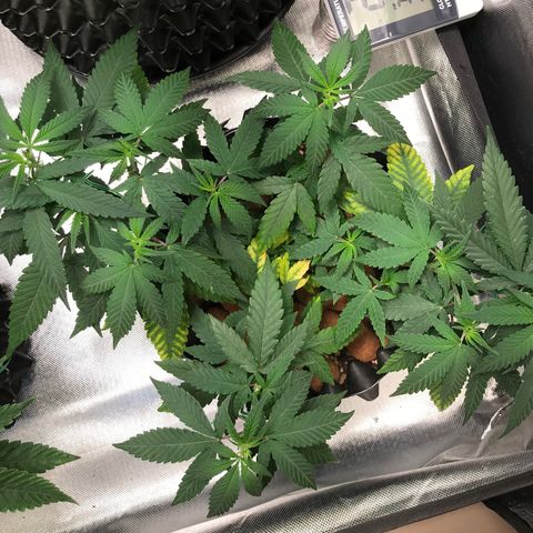 Cheese growlog timeline photo