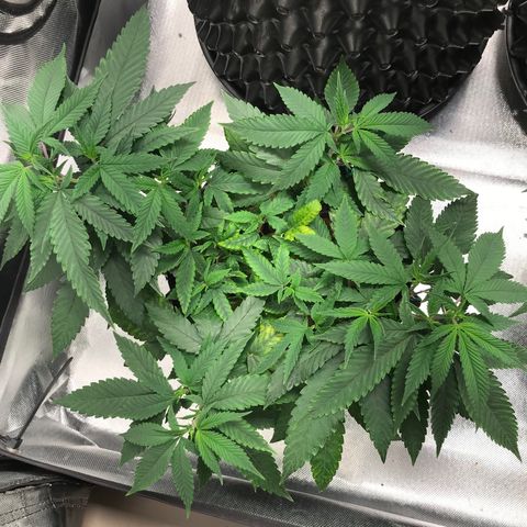 Amnesia Haze growlog timeline photo