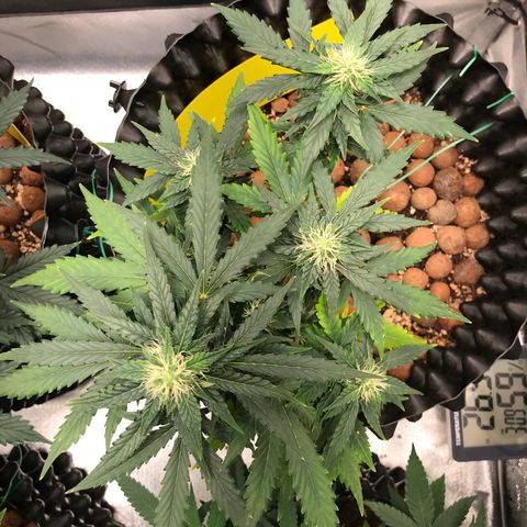 Zkittlez Express growlog timeline photo