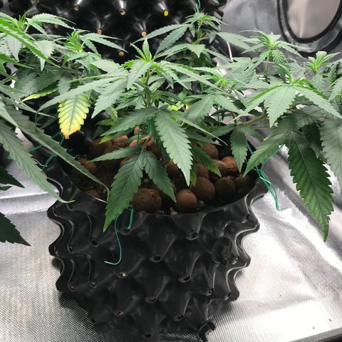 Cheese growlog timeline photo