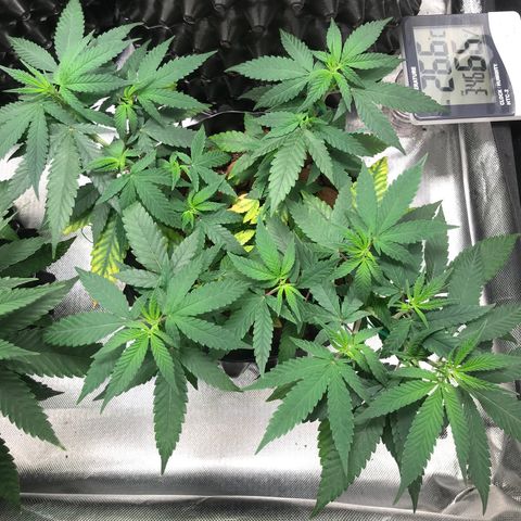 Cheese growlog timeline photo