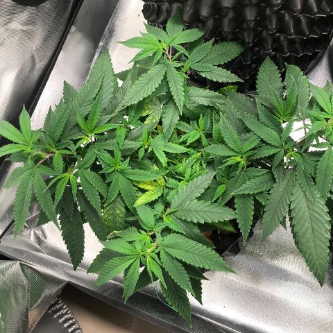 Amnesia Haze growlog timeline photo