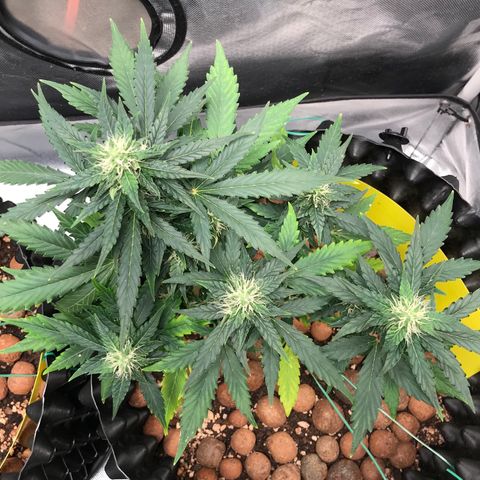 Zkittlez Express growlog timeline photo