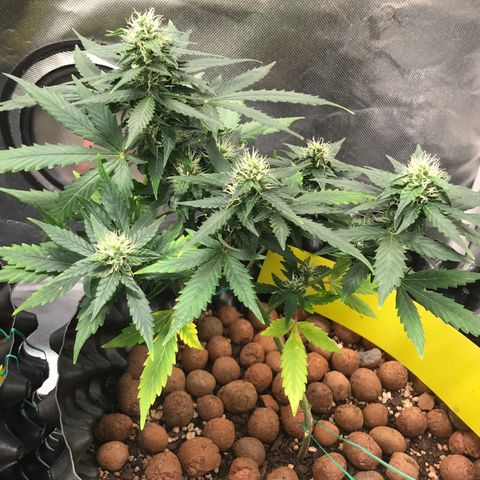 Zkittlez Express growlog timeline photo