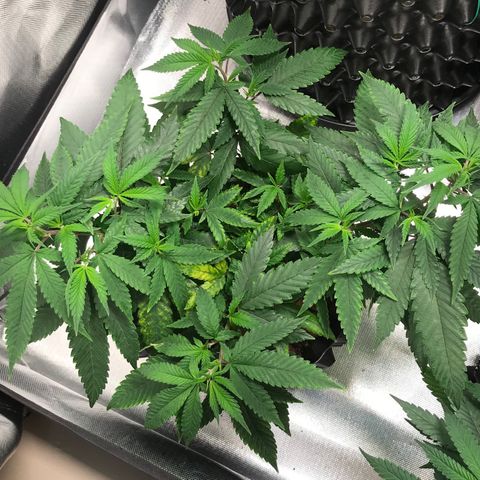 Amnesia Haze growlog timeline photo